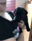 Pug Puppies for sale in Columbia, SC, USA. price: NA