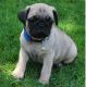 Pug Puppies for sale in San Jose, CA 95113, USA. price: NA