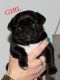Pug Puppies for sale in San Jose, CA 95113, USA. price: NA