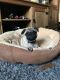 Pug Puppies for sale in Buffalo, NY, USA. price: $400