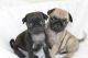 Pug Puppies for sale in Wisconsin Rapids, WI, USA. price: NA