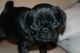 Pug Puppies for sale in Airway Heights, WA 99001, USA. price: $300