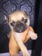 Pug Puppies for sale in Montréal-Nord, Montreal, QC, Canada. price: $750