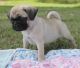 Pug Puppies for sale in Baltimore, MD, USA. price: $500