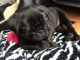 Pug Puppies for sale in S First Colonial Rd, Virginia Beach, VA 23454, USA. price: NA