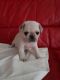 Pug Puppies for sale in Little Rock, AR 72211, USA. price: NA