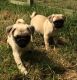 Pug Puppies for sale in Stone Mountain Fwy, Stone Mountain, GA 30083, USA. price: NA