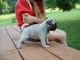 Pug Puppies for sale in Omar Ave, Carteret, NJ 07008, USA. price: NA