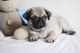 Pug Puppies for sale in Fredericksburg, TX 78624, USA. price: NA
