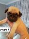 Pug Puppies for sale in Fredericksburg, TX 78624, USA. price: NA