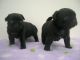 Pug Puppies for sale in Virginia Beach, VA, USA. price: $300