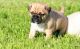 Pug Puppies for sale in Temple City, CA, USA. price: NA