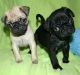 Pug Puppies for sale in Tampa, FL, USA. price: NA