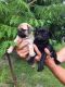 Pug Puppies for sale in Fannettsburg Rd W, Fannettsburg, PA 17221, USA. price: NA