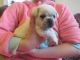 Pug Puppies for sale in Fort Worth, TX, USA. price: NA