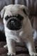 Pug Puppies for sale in Nevada St, Bell, CA 90201, USA. price: NA