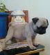 Pug Puppies for sale in Beverly Hills, CA 90210, USA. price: NA