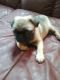 Pug Puppies for sale in Eau Claire, WI, USA. price: NA