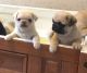 Pug Puppies for sale in Fannettsburg Rd W, Fannettsburg, PA 17221, USA. price: NA
