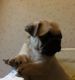 Pug Puppies for sale in Camden Wyoming Ave, Camden, DE 19934, USA. price: NA