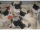 Pug Puppies for sale in California Rd, Mt Vernon, NY 10552, USA. price: NA