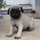 Pug Puppies for sale in Canton, OH, USA. price: NA
