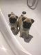 Pug Puppies for sale in California Rd, Mt Vernon, NY 10552, USA. price: NA