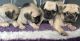 Pug Puppies for sale in Birmingham, AL, USA. price: NA