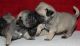 Pug Puppies for sale in Clifton, NJ, USA. price: $650