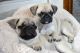 Pug Puppies for sale in Elizabethtown, PA 17022, USA. price: NA