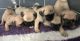 Pug Puppies for sale in Flower Mound, TX, USA. price: NA