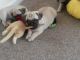 Pug Puppies for sale in Flower Mound, TX, USA. price: NA