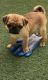 Pug Puppies for sale in St Paul, MN 55108, USA. price: NA