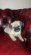 Pug Puppies for sale in Livonia Ave, Brooklyn, NY, USA. price: NA
