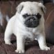 Pug Puppies for sale in Omaha, NE 68101, USA. price: NA