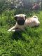 Pug Puppies for sale in Mesquite, TX 75149, USA. price: NA