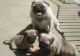 Pug Puppies for sale in Huntsville, AL, USA. price: NA
