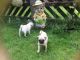 Pug Puppies for sale in Reynoldsville, PA 15851, USA. price: NA