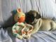 Pug Puppies for sale in Fresno, CA, USA. price: $651