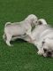 Pug Puppies for sale in Mississippi Ave, Los Angeles, CA, USA. price: NA