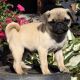 Pug Puppies for sale in Duluth, GA, USA. price: NA