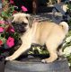 Pug Puppies for sale in Duluth, GA, USA. price: NA