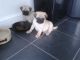 Pug Puppies for sale in Union St, Brooklyn, NY, USA. price: NA
