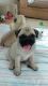 Pug Puppies for sale in Brownfield, TX 79316, USA. price: NA