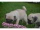 Pug Puppies for sale in CA-111, Rancho Mirage, CA 92270, USA. price: NA