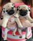 Pug Puppies for sale in Honolulu, HI, USA. price: $400