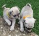 Pug Puppies for sale in Downtown Brooklyn, Brooklyn, NY, USA. price: NA