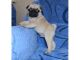 Pug Puppies for sale in NEW New Paltz Plaza, New Paltz, NY 12561, USA. price: NA