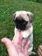 Pug Puppies for sale in Ohio Dr SW, Washington, DC, USA. price: $600