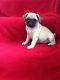 Pug Puppies for sale in Hackettstown, NJ 07840, USA. price: NA